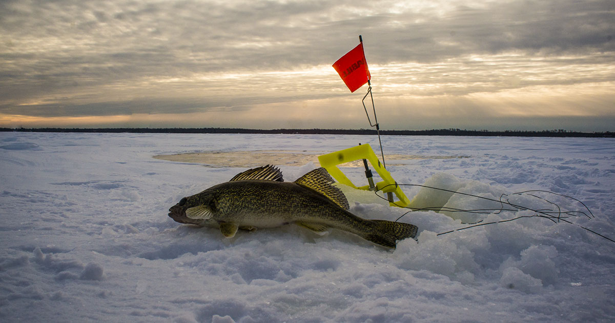 Red Lake Walleye