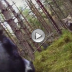 wolves attack dog